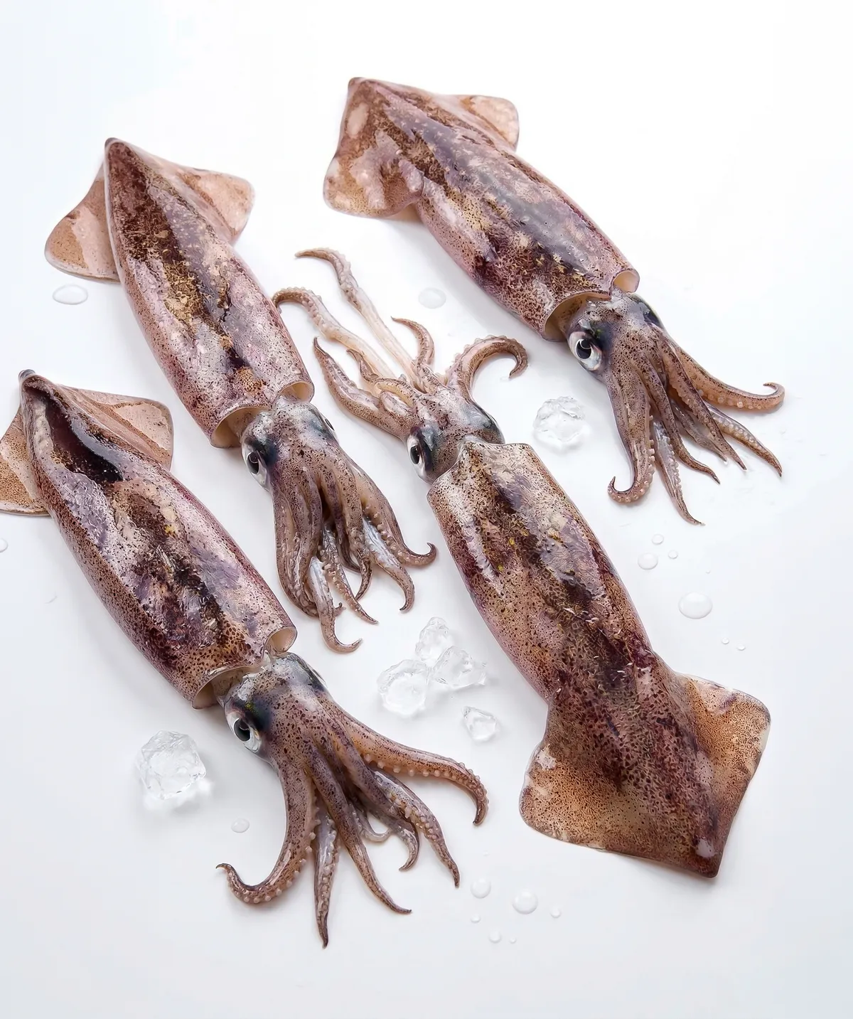 Encornets