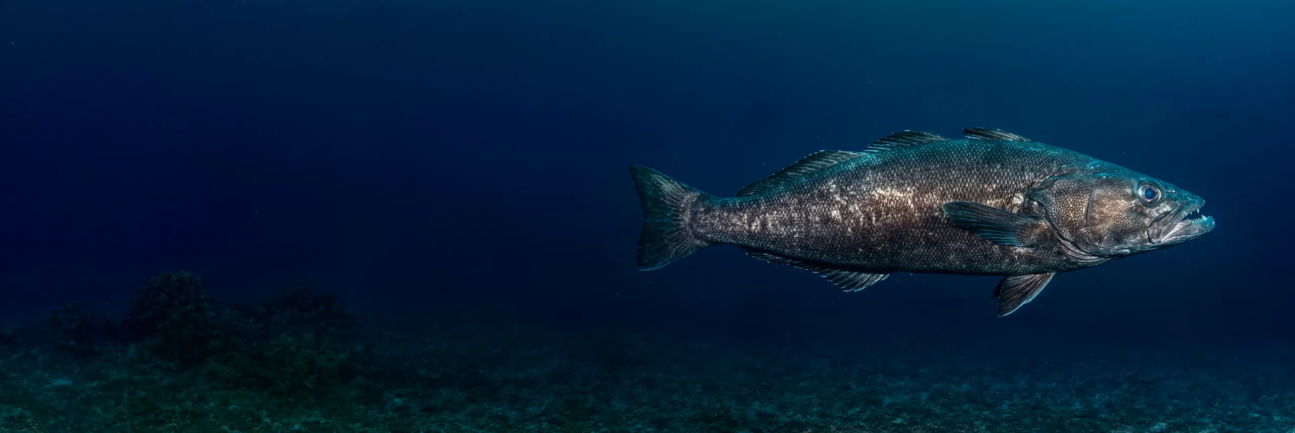 Légine australe nageant près du fond — Réunion Pêche Australe