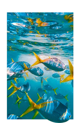 Banc de poissons dans l'océan