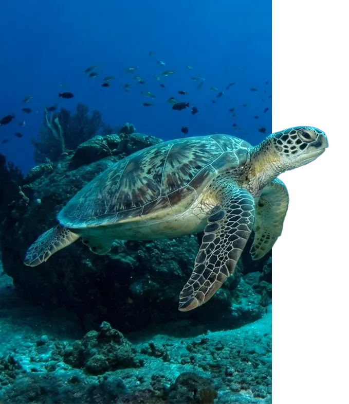 Tortue marine dans l'océan Indien — partenariat Reunimer et Kelonia