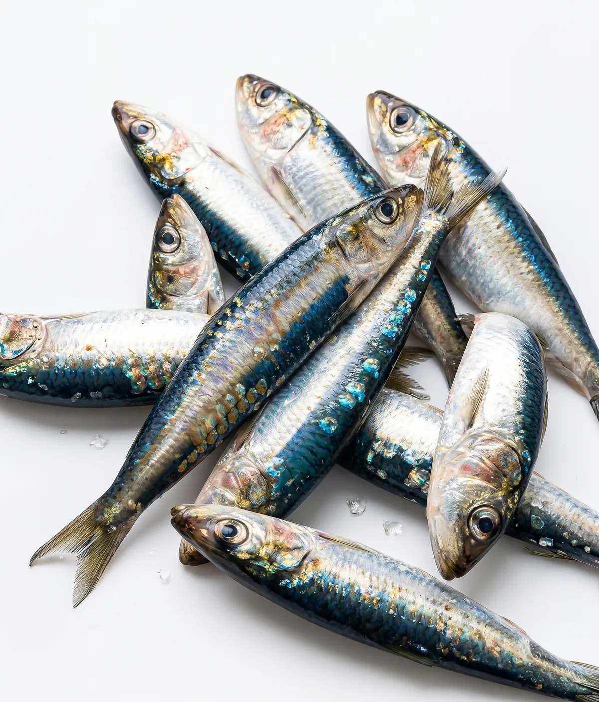 Sardines